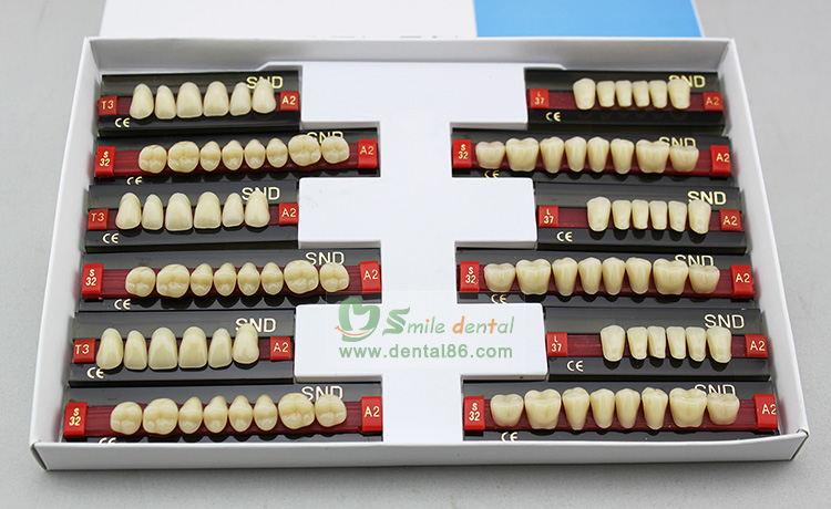 Synthetic Resin Teeth Four Layer